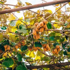 Grappoli di kiwi maturi pendono da una **struttura per kiwi** con foglie verdi e gialle.