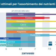 Grafico mostra gli intervalli di pH ottimali per l'assorbimento dei nutrienti della cannabis, essenziali per una crescita sana.