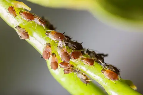 Un gruppo di afidi marroni e alcuni acari neri visibili si nutrono su un gambo verde.