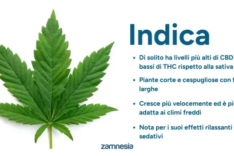 Foglia di canapa indiana, nota per i suoi effetti rilassanti e sedativi, con caratteristiche di crescita e composizione chimica.