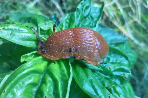 Lumaca marrone su foglie verdi. Un rimedio naturale per allontanare le lumache è il bicarbonato.