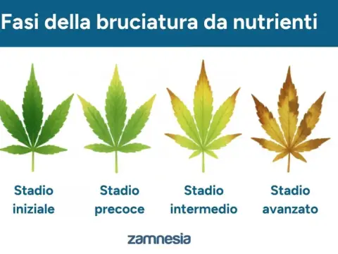 Eccesso fertilizzante cannabis - Riconosci e risolvi il danno!