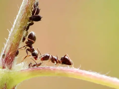 Afidi e formiche sulle piante - Rompi il ciclo in modo efficace