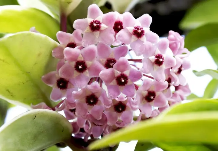 Grappolo di fiori rosa a forma di stella di Hoya carnosa, con un centro scuro. Le foglie verdi e carnose circondano i fiori.