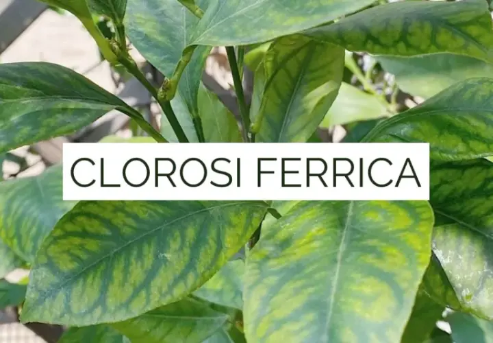 Foglie di piante con clorosi ferrica, un segno di carenza di ferro che ingiallisce le nervature.