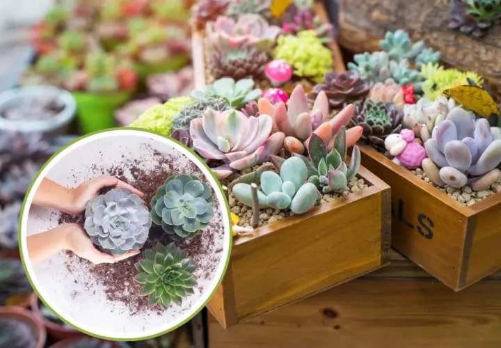 Mani che piantano succulente, tra cui una splendida erba grassa, in vasi di legno pieni di piante colorate e decorative.