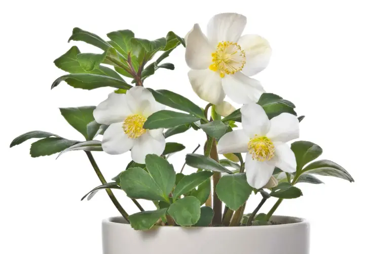 Un elleboro in vaso, con fiori bianchi e stami gialli, pronto per abbellire un terrazzo.