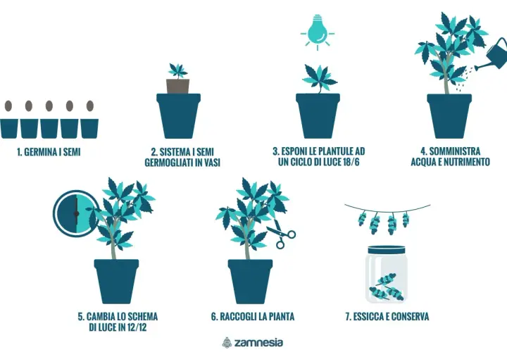 Guida alla coltivazione: germinazione, crescita con luce 18/6, nutrimento, cambio luce 12/12, raccolta, essiccazione e conservazione. Un sinotimer manual italiano per ogni fase.