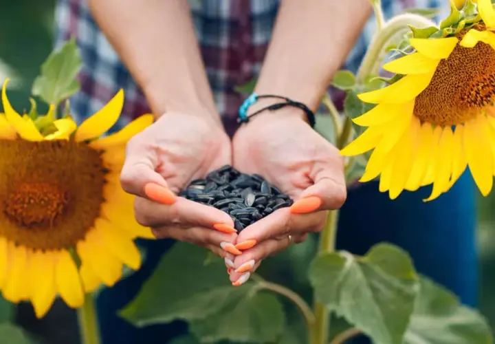 Mani che raccolgono semi di girasole, con due grandi fiori gialli sullo sfondo.