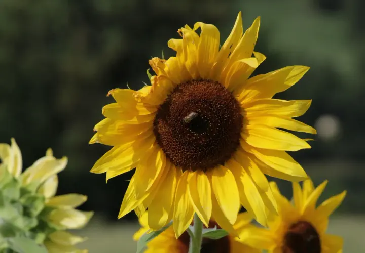 Un'ape lavora su un girasole giallo brillante, un momento perfetto quando si raccolgono i girasoli.