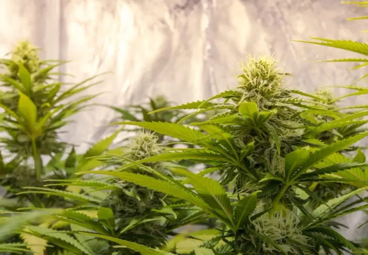 Piante di cannabis in fase di fioritura, con cime dense e tricomi visibili, in un allestimento grow box con pareti riflettenti.