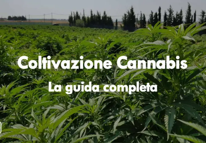 Campo rigoglioso di piante di cannabis, ideale per la coltivazione autofiorenti outdoor. Guida completa alla coltivazione.