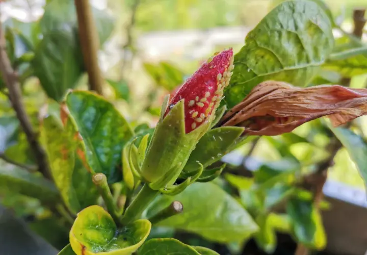Un bocciolo di ibisco infestato da pidocchi. Si cercano rimedi naturali per salvare la pianta.