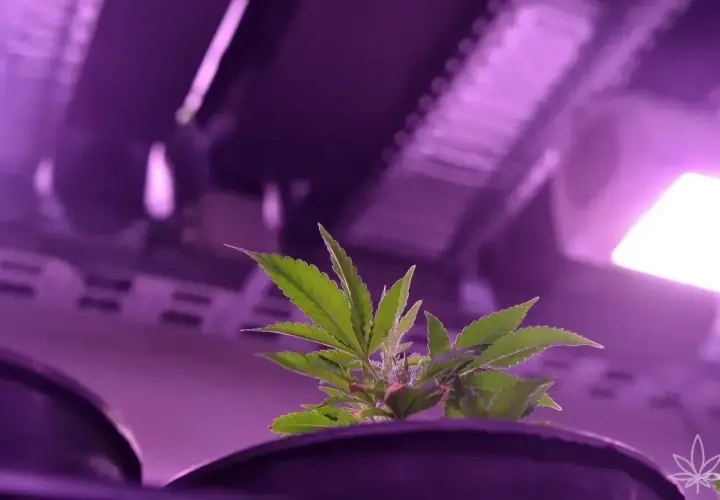 Giovane pianta di cannabis sotto luci viola, pronta per quando mandare in fioritura indoor.