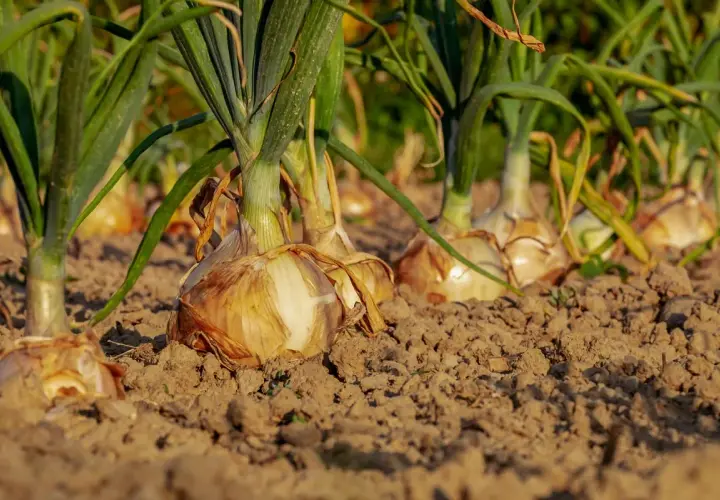 Cipolle di Tropea in piena coltivazione, con le loro tuniche dorate che emergono dal terreno fertile.