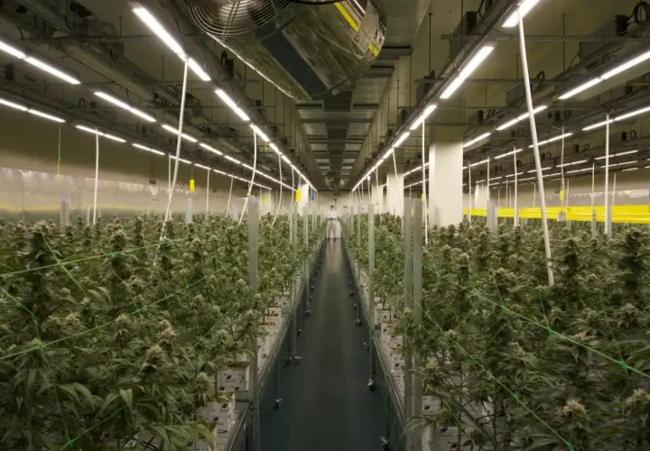 Vasta serra con file ordinate di piante di cannabis sotto luci LED. Lo spettro luce LED favorisce la crescita ottimale.