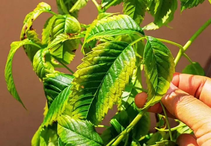 Foglie di pianta ingiallite e con macchie marroni, sintomo di un possibile eccesso di magnesio nelle piante.