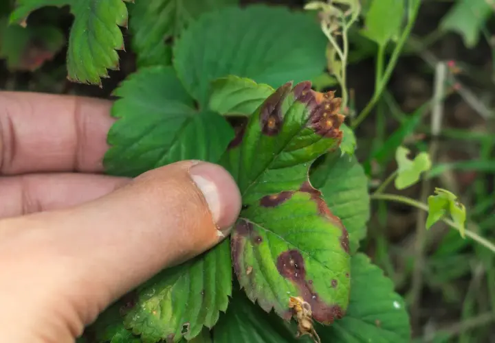 Foglia di fragola con macchie marroni e bordi secchi, sintomo di botrite. La cannabis può soffrire di problemi simili.