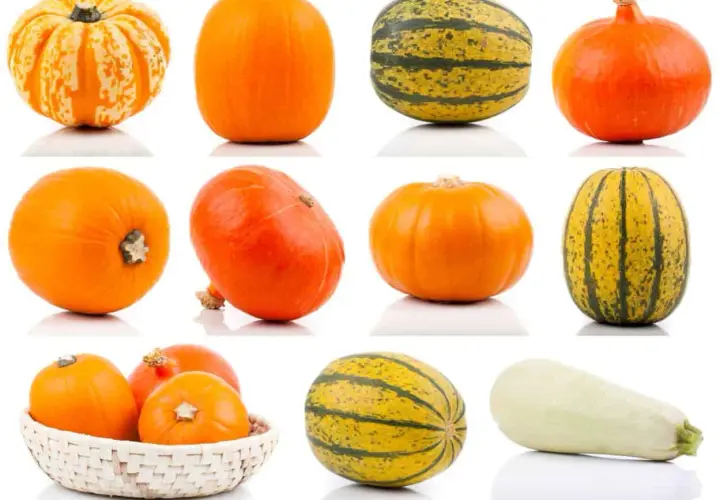 Una collezione di zucche, tra cui una **zucca arancione tonda** perfetta per Halloween, e altre varietà striate e bianche.