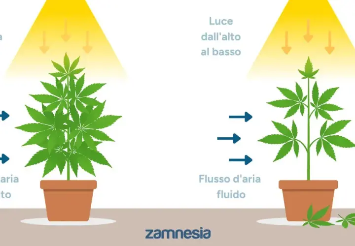 Confronto tra defogliazione autofiorenti: pianta folta con luce bloccata in alto e flusso d'aria limitato, contro pianta più snella con luce penetrante e aria fluida.