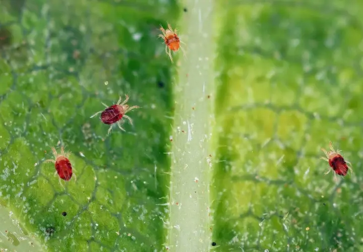 Ecco cosa sono i ragnetti rossi: minuscoli acari rossi che si muovono su una foglia verde, con le loro otto zampe pelose ben visibili.