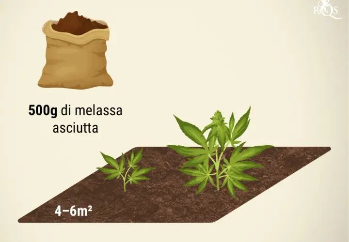 Sacchetto di melassa secca per nutrire la pianta. Due piantine di cannabis crescono in terra, una più piccola e una più grande.