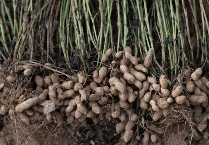 Raccolto di arachidi appena estratte dal terreno, con steli verdi e radici che mostrano i baccelli pronti per essere sgranati. Un momento chiave quando si piantano le arachidi.