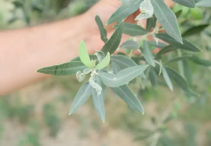 Ramo d'ulivo con foglie colpite dal tripide dell'olivo. Una mano sfocata sullo sfondo.
