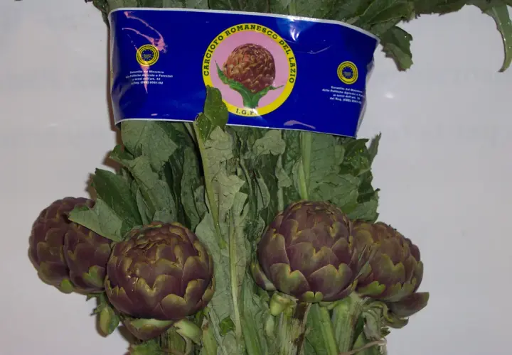 Carciofi romaneschi I.G.P. freschi, pronti per la coltivazione e il consumo.