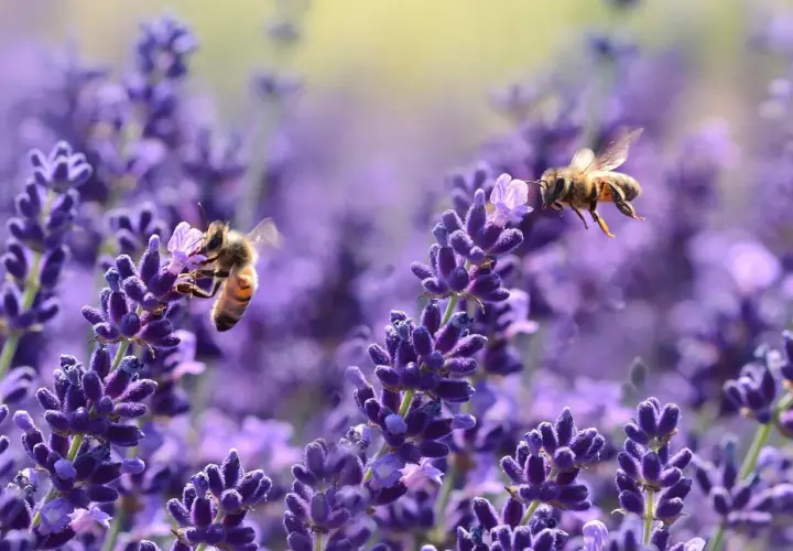 Api operose raccolgono nettare da splendidi fiori di lavanda, un vero banchetto di fiori per api.