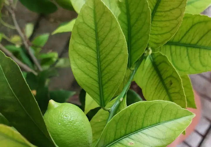 Foglie di limone ingiallite con venature verdi evidenti, possibili sintomi di carenza di rame. Un piccolo limone verde è visibile.