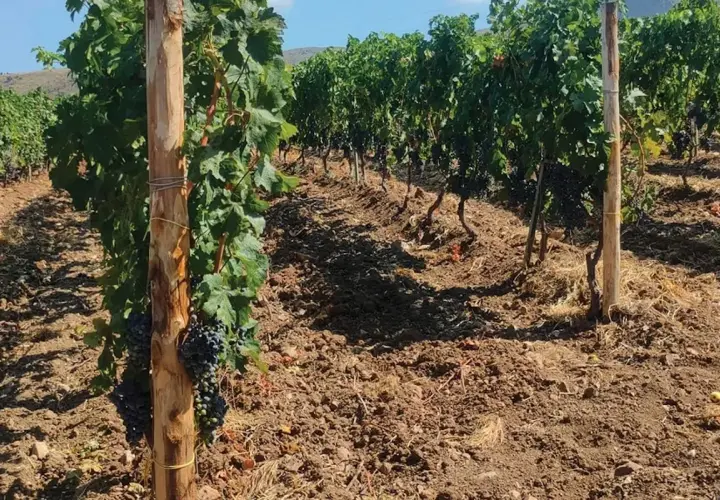 Vigneto con grappoli d'uva matura, terreno lavorato e pali di sostegno. L'acido gibberellico in fertirrigazione favorisce la crescita.