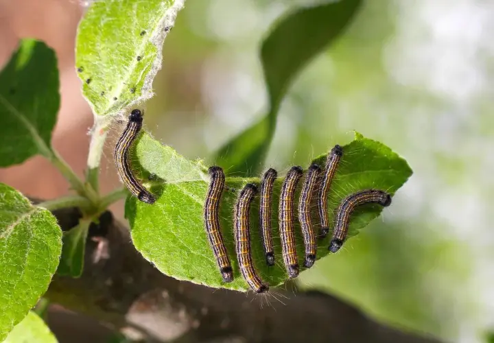Un gruppo di bruchi striati, forse bruchi del basilico, si muove su una foglia verde.