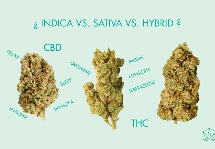 Tre cime di cannabis, con etichette che descrivono gli effetti e i composti, confrontando indica e sativa.