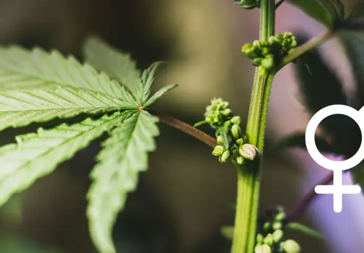 Primo piano di un ramo di cannabis maschio con piccole infiorescenze a grappolo.
