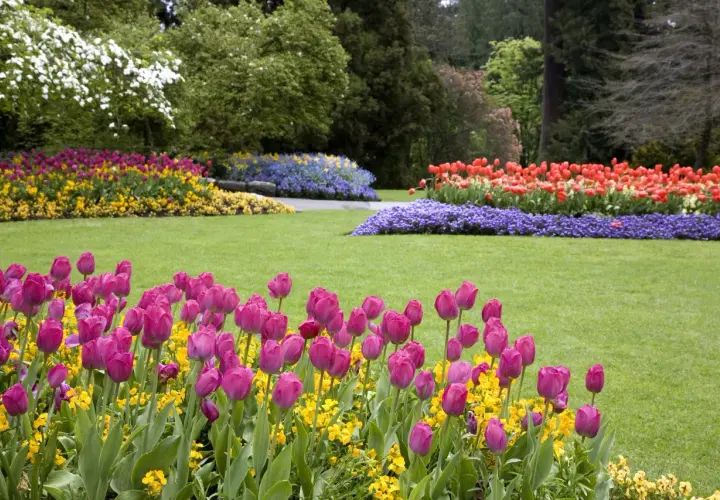 Un prato verde con aiuole di tulipani rosa, gialli, rossi e blu. Si possono lasciare i bulbi di tulipano nel terreno per fioriture future.