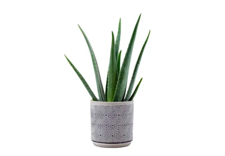 Aloe in vaso con un decoro geometrico bianco e nero. Le foglie verdi e carnose si ergono verso l'alto, pronte a donare i loro benefici.