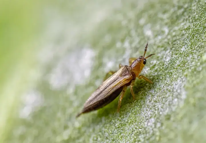 Un tripide su una foglia verde, un insetto che l'olio di neem può aiutare a combattere.