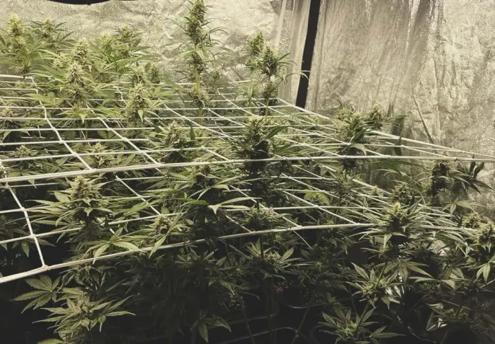 Piante di cannabis in fase di fioritura, con cime rigogliose che si estendono attraverso una rete, applicando il metodo SCROG per una crescita uniforme.