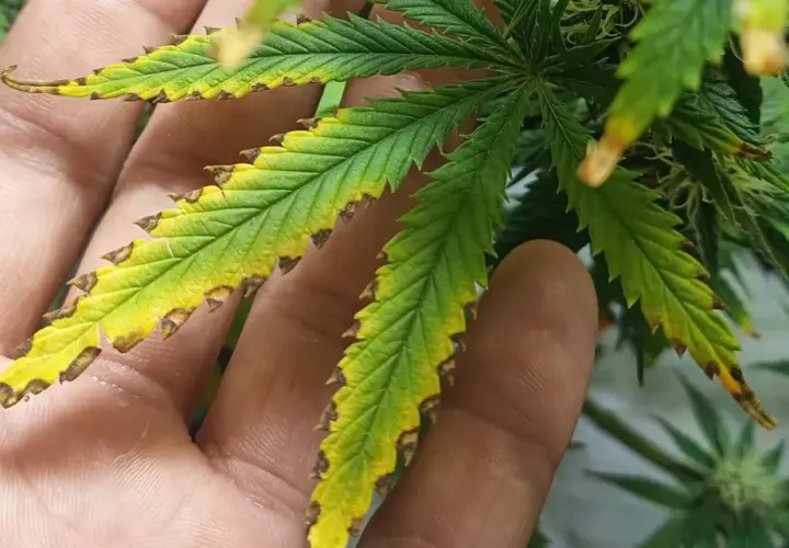 Foglie di canapa ingiallite e bruciate ai bordi, segno di carenza nutritiva. Forse è ora di cercare il miglior concime per fioritura canapa.