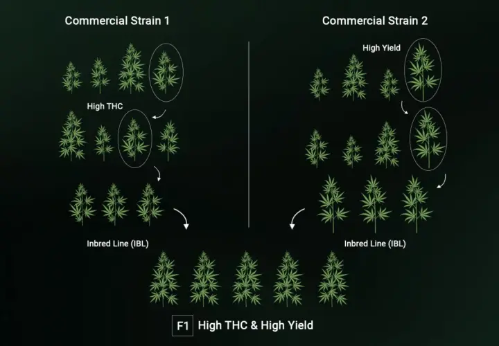 Schema che illustra la creazione di semi ibridi F1 con alto THC e alto rendimento, incrociando linee pure.