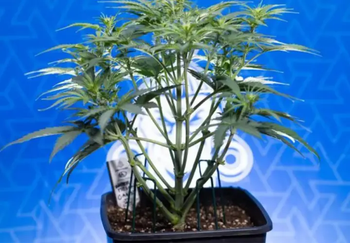 Giovane pianta di cannabis indoor in vaso, con steli verdi e foglie rigogliose, su sfondo blu con logo.