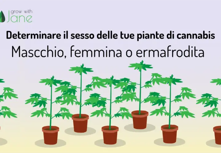 Piante di cannabis in vaso, con testo che spiega come determinare se sono marijuana maschio, femmina o ermafrodite.