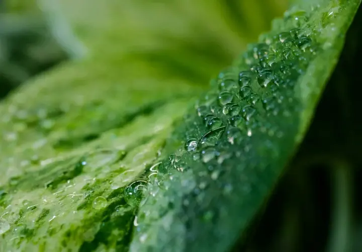 Gocce d'acqua su una foglia verde, un dettaglio che suggerisce come aumentare l'umidità per le piante.