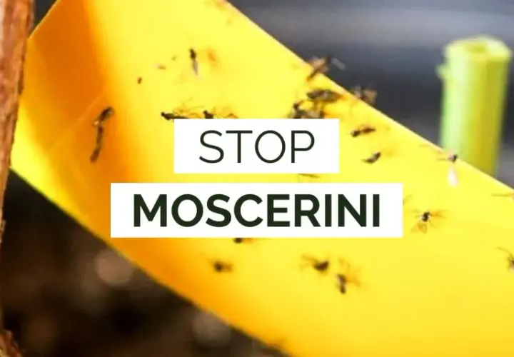 Nastro giallo appiccicoso pieno di moscerini dei funghi, con testo "STOP MOSCERINI".