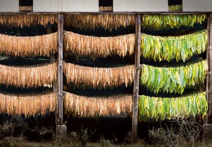 Fili di foglie di tabacco appese a seccare in un capanno, alcune verdi e altre marroni, in attesa di diventare la pianta di tabacco perfetta.