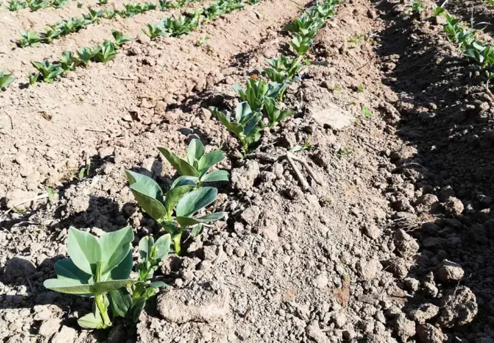 Filari di giovani piante di fava crescono in un campo arato, promettendo un raccolto futuro.