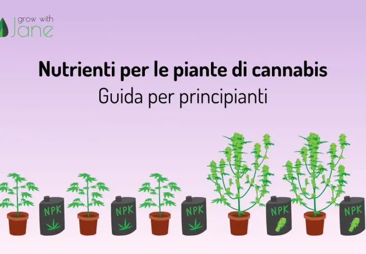 Guida ai migliori fertilizzanti per canapa outdoor: piante in crescita con contenitori NPK.