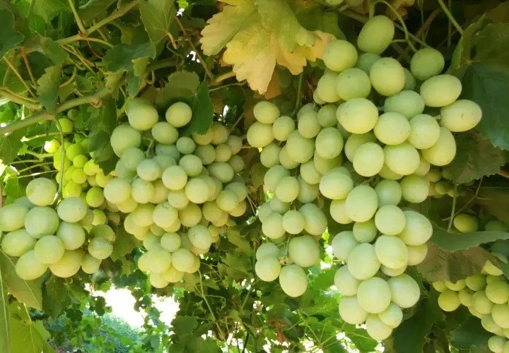 Grappoli d'uva bianca matura, forse trattati con acido gibberellico dosi per aumentarne la pezzatura.
