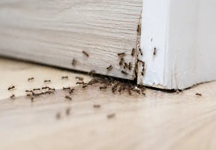 Formiche invadono un battiscopa, suggerendo la necessità di un insetticida naturale per formiche.